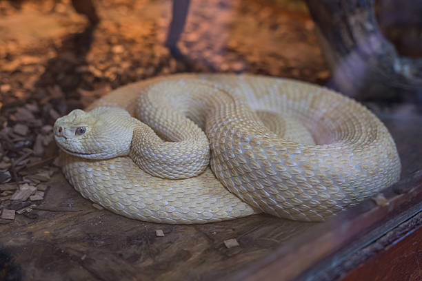 istock a Western Diamondback Rattlesnake Crotalus atrox 2240829831