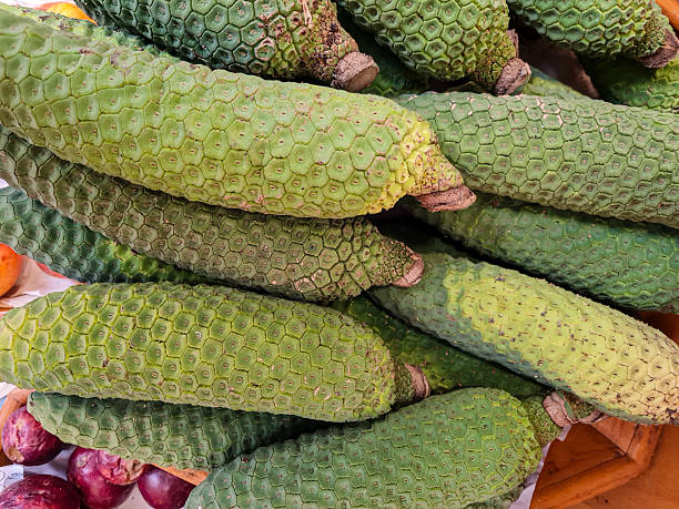 istock Unripe Monstera deliciosa fruit 2240832348