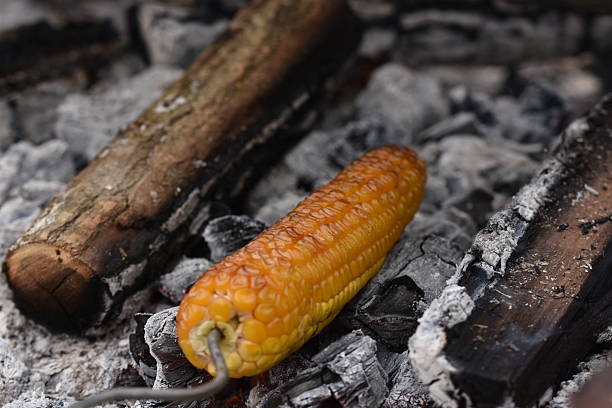 a cob of corn roasted on coals, a popular method of preparing sweet corn.