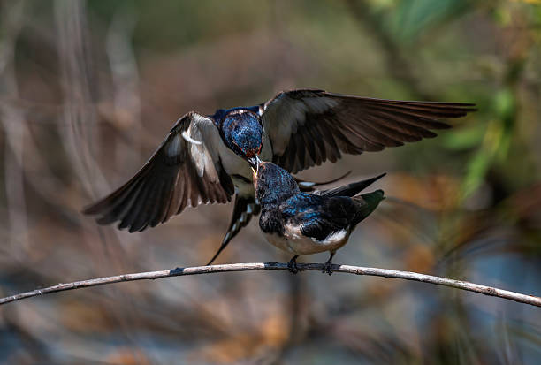 istock A barn swallow bird feeds its chick sitting on a branch 2240834486