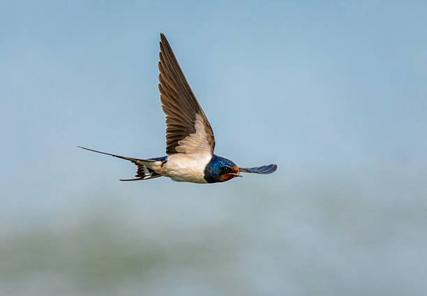 istock barn swallow bird flying in the sky 2240834524