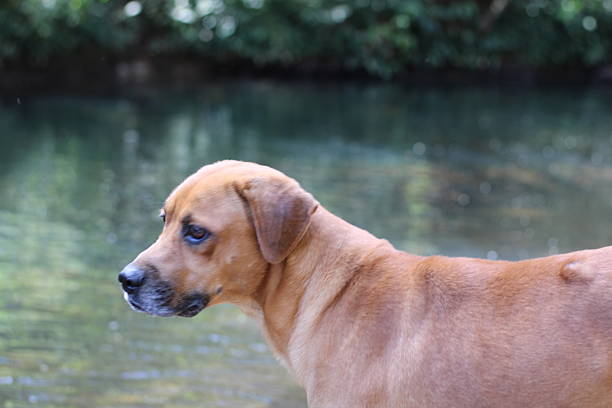 istock Dog near river 2240836053
