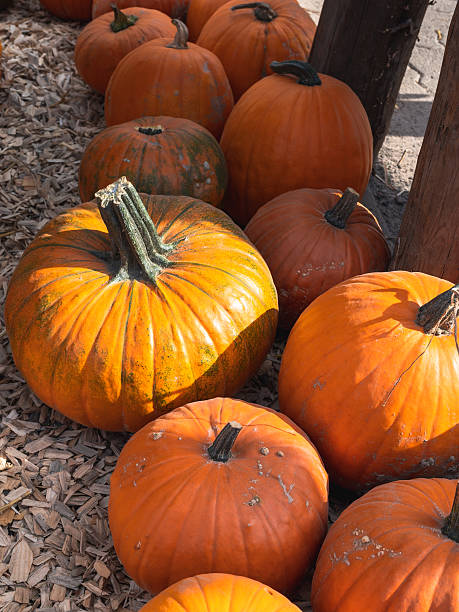 istock Large orange pumpkins standing on wood chips in sunlight. Vertical orientation 2240836078