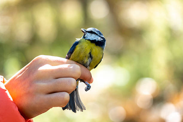 Ornithologist banding a blue tit during a bird banding day, Castronuño, Valladolid, Spain
