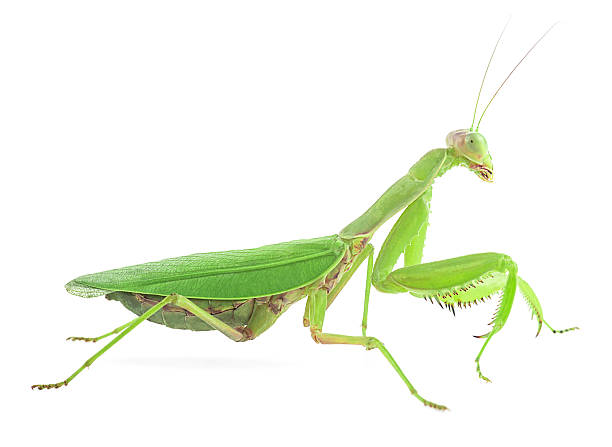 istock Green Mantis or or Praying Mantis isolated on a white background. Mantis religiosa, giant Mantis, European Mantis. 2240837019
