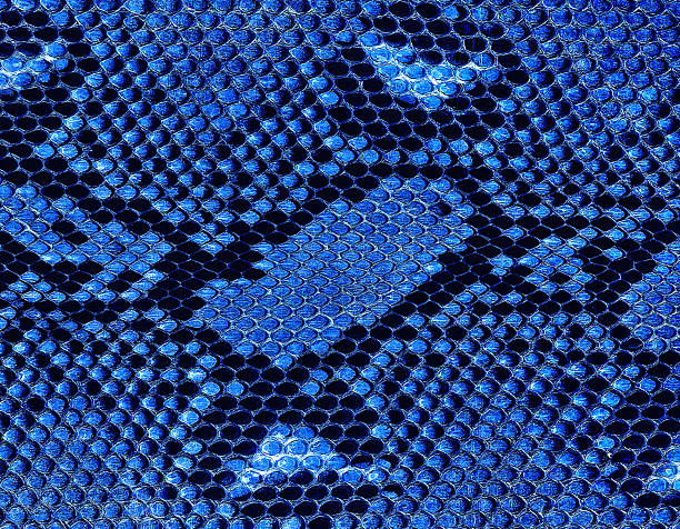 istock Reticulated python skin as background. Blue snake skin. Natural snake skin. 2240837142