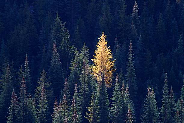 istock Autumn Larch Trees on Maple Pass trail 2240838531
