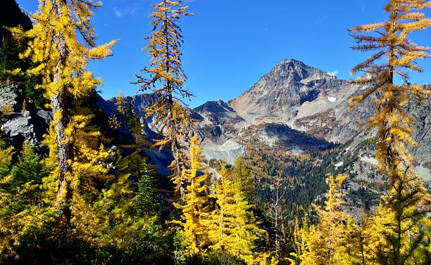 istock Autumn Larch Trees on Maple Pass trail 2240838532