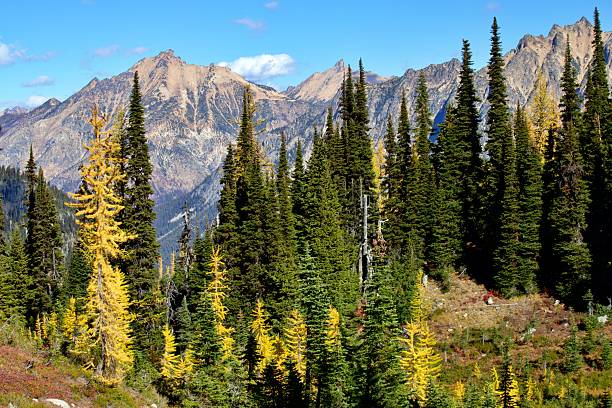 istock Autumn Larch Trees on Maple Pass trail 2240838553