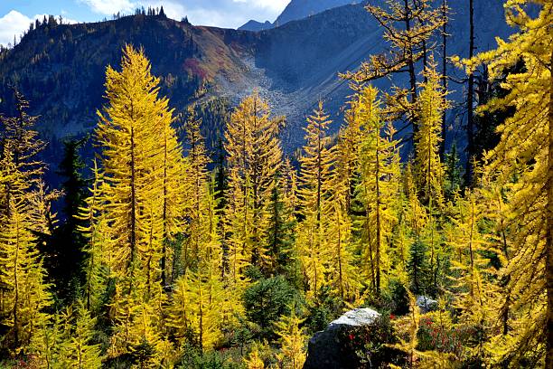 Larch trees turn golden yellow in early October in the North Cascades of Washington State.