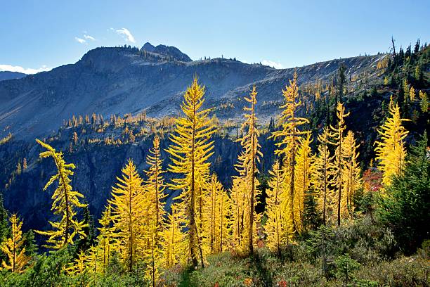 istock Autumn Larch Trees on Maple Pass trail 2240838627