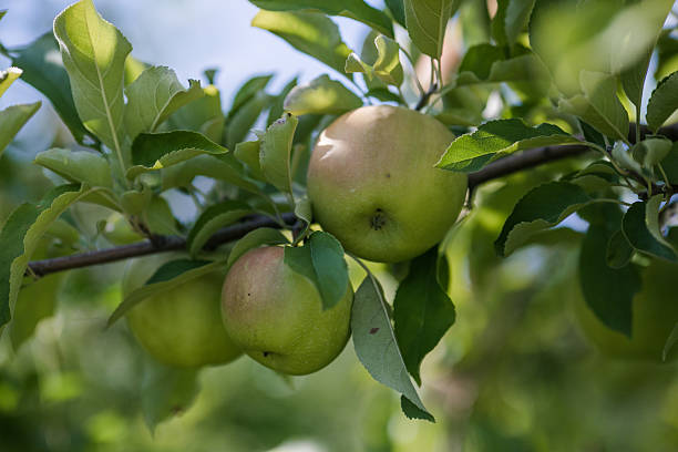 istock Green Apples on a Tree in Orchard 2240838666