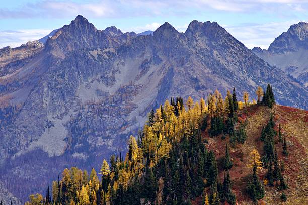 istock Autumn Larch Trees on Maple Pass trail 2240838699