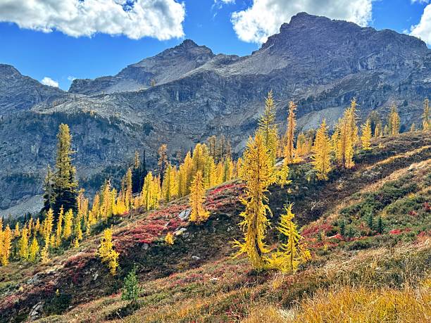 istock Autumn Larch Trees on Maple Pass trail 2240838785