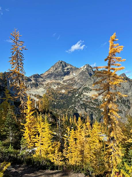 istock Autumn Larch Trees on Maple Pass trail 2240838862