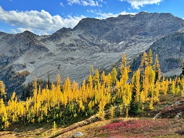 istock Autumn Larch Trees on Maple Pass trail 2240838879