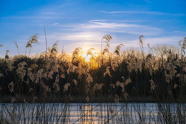Grove of dried reeds above the river illuminated by autumn evening sun under a beautiful clear sky