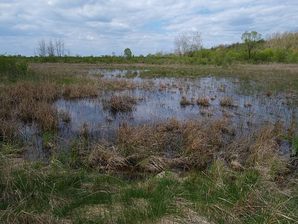 istock Wetland Marsh with Brown Grass 2240844272
