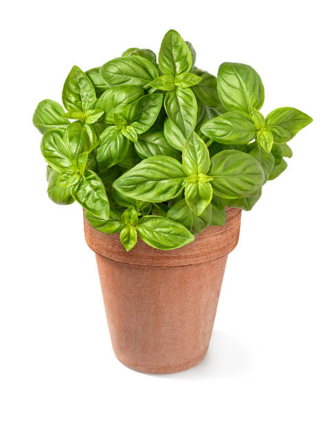 istock Fresh  basil plants in vase 2240844318