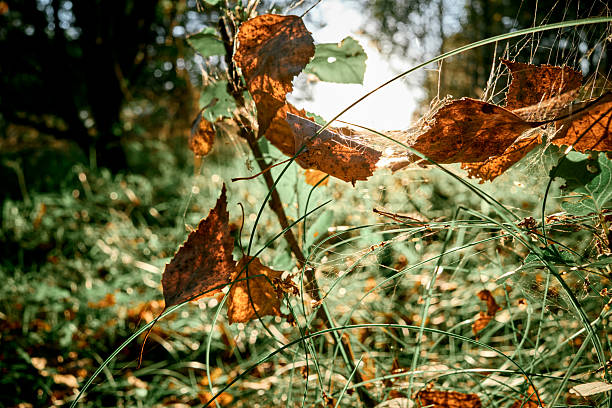 Close up view of yellow dry autumn leaves in a spider web on background of blurred green grass. Back light, sunlight. Abstract nature minimal background