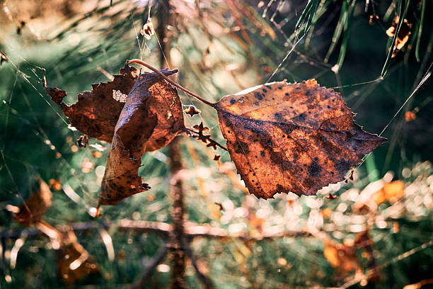Close up view of yellow dry autumn leaves in a spider web on background of blurred green grass. Back light, sunlight. Abstract nature minimal background