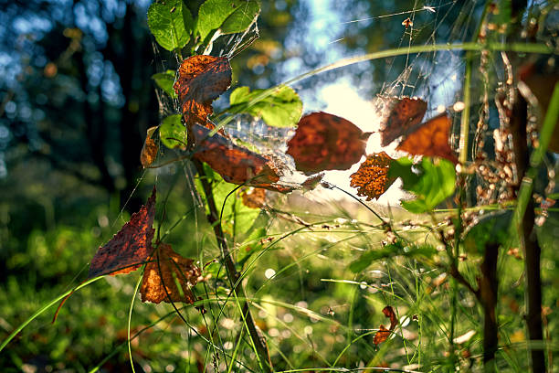Close up view of yellow dry autumn leaves in a spider web on background of blurred green grass. Back light, sunlight. Abstract nature minimal background