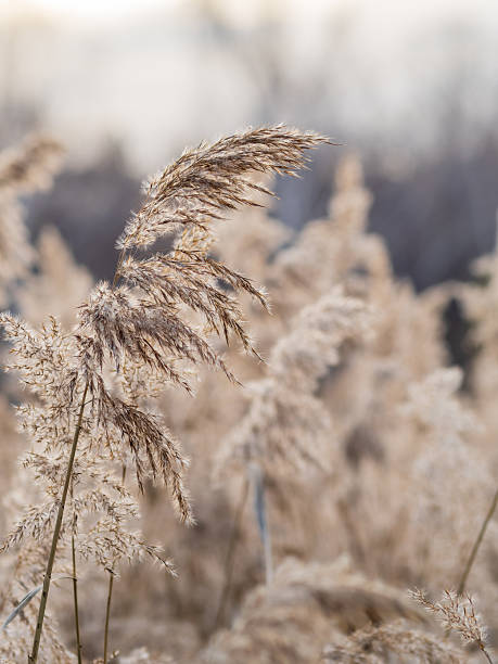 istock Yellow autumn fluffy feather grass with seeds on curved stems in light wind. Hello autumn concept. Natural background with copy space 2240852882