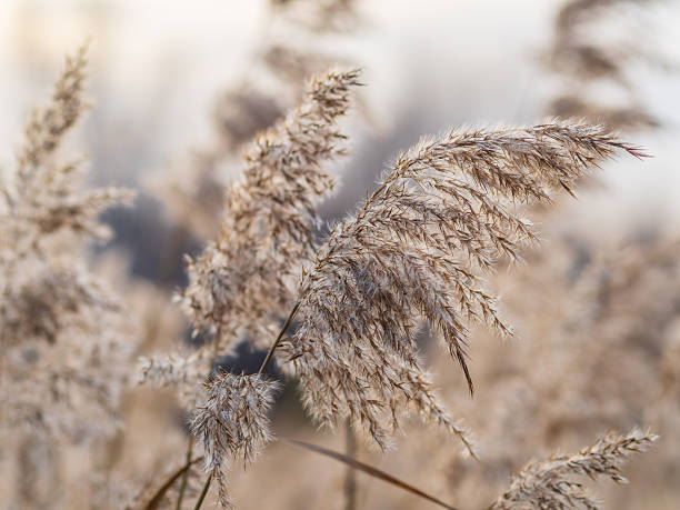 istock Yellow autumn fluffy feather grass with seeds on curved stems in light wind. Hello autumn concept. Natural background with copy space 2240852889
