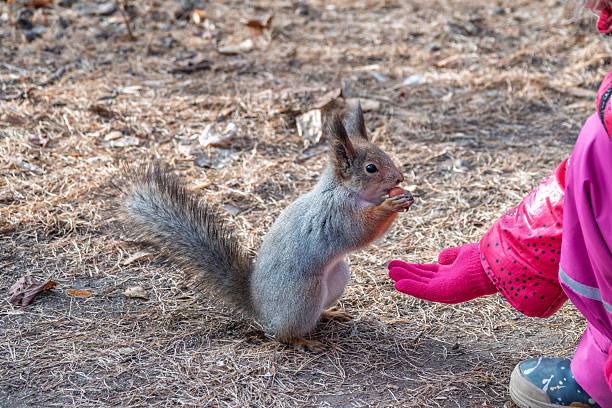istock Girl feeds a squirrel with nuts in an autumn park. 2240852912