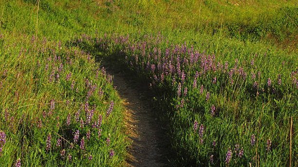 istock Purple Lupine Flowers Along Hiking Path 2240853061