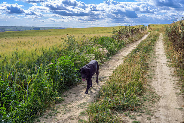 A Black Labrador walks along wheat paths in Aljarafe, Seville, surrounded by rolling hills and a beautiful sky during springtime.