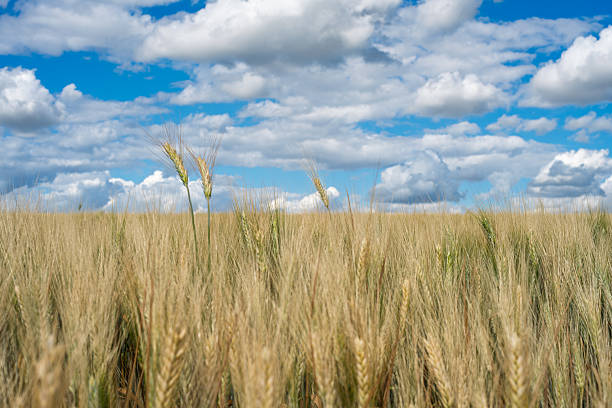 Mature wheat stalks sway gently in the Aljarafe countryside, reflecting Mediterranean sunlight while clouds drift above.