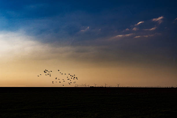 A flock of birds fly along the horizon as the sun sets in West Texas.