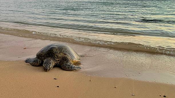 istock Poipu Beach Green Sea Turtle 2240857466