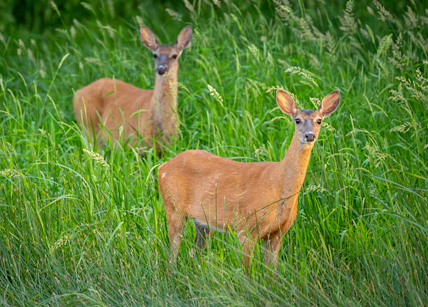 istock Two White-tailed Deer standing in tall grass looking at camera 2240859467