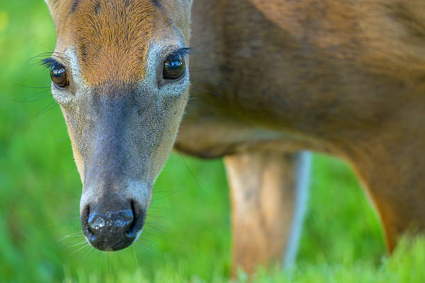 Close-up portrait of White-tailed Deer doe face and shoulder standing straight on and looking at camera