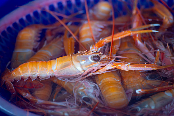 a close-up of Smooth Fan Lobster