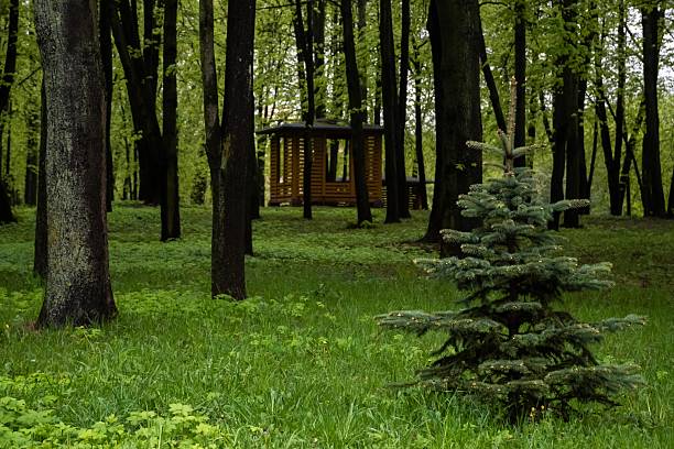 Minsk, Belarus - May 07, 2015 - Tranquil forest cabin scene with evergreen tree and lush greenery.