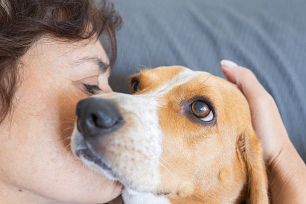 istock Woman hugging beagle dog expressing love and affection 2240860408