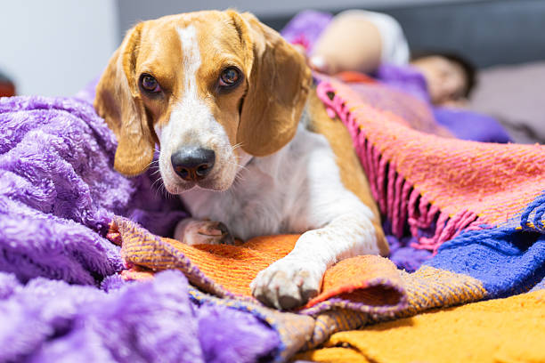 Beagle dog looking at the camera while comfortably resting with its sleeping owner under vibrant blankets, showcasing a moment of companionship and domestic life