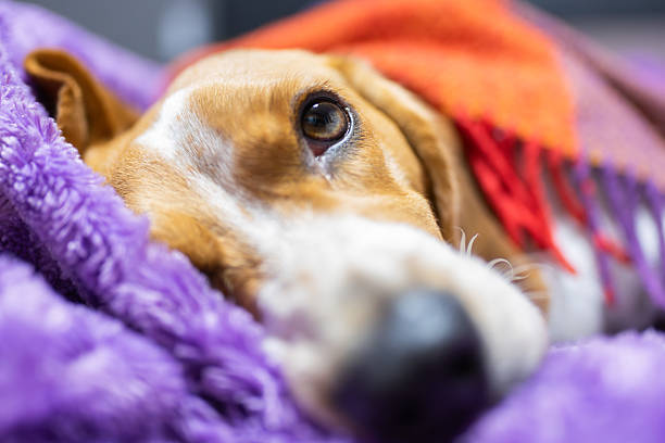 Gentle beagle dog resting snugly under a warm, soft blanket with its human owner, conveying a sense of comfort, companionship, and peaceful relaxation