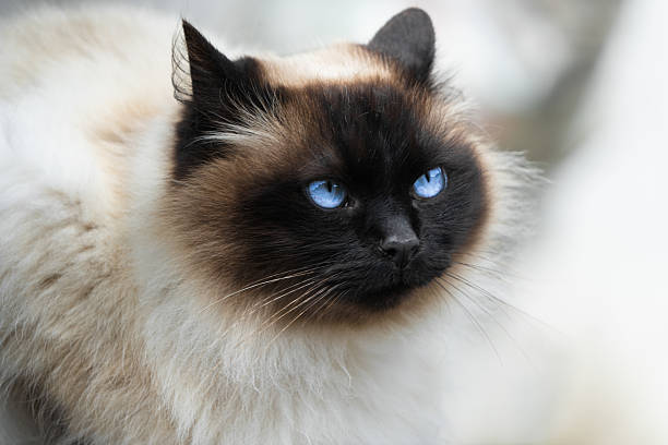 istock Himalayan Persian cat face, beautiful pet 2240862539