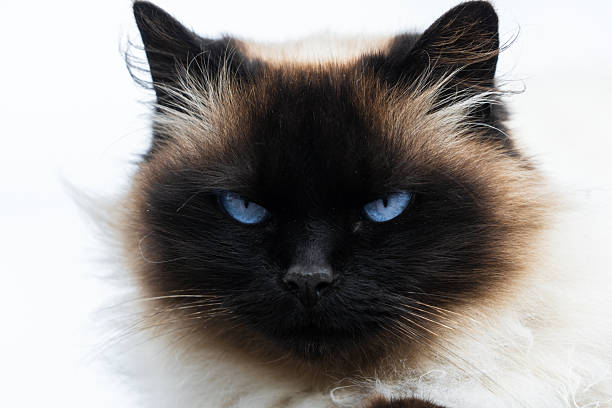 Domestic animal photography.