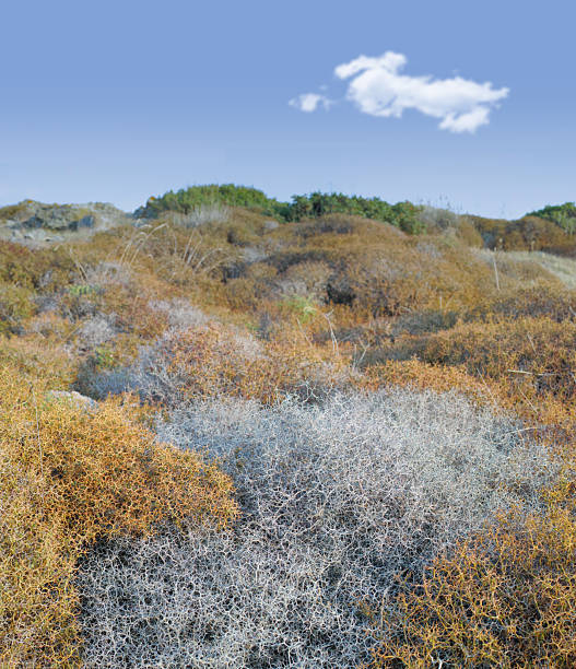 An arid landscape features coarse bushes of dry and tangled branches. The serene view, under a crisp blue sky with wispy clouds, captures nature's simplicity and beauty near Antalya in Southern Turkey.