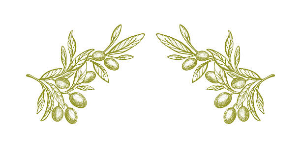 Olive branch, green oil fruits. Graphic hand draw frame. Mediterranean food, aroma oil. Vintage engraving monochrome isolate on transparent background