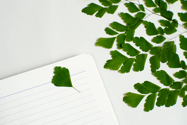 istock Single green fern leaf on open notebook with white background 2240867251