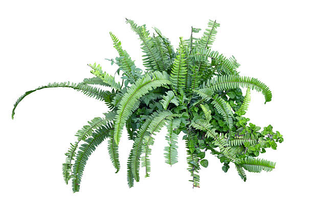 istock Tropical plant fern grass bush shrub tree isolated on white background with clipping path. 2240872480