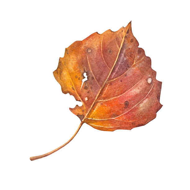 istock Watercolor autumn red orange leaf isolated on white background. Forest nature plant foliage leaves. Creative clipart for halloween sticker and card. Wallpaper or wrapping sketchbook and florist 2240874897