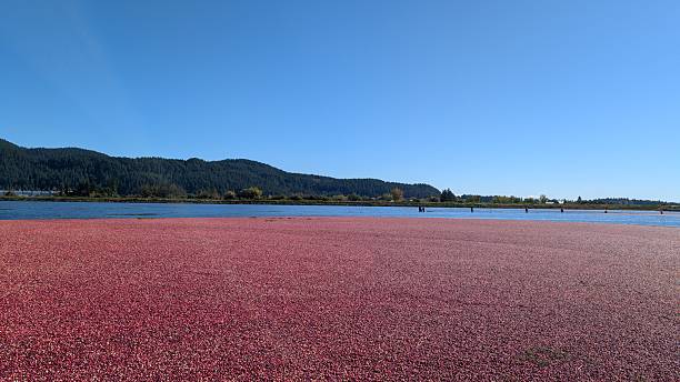 istock Vast Cranberry Bog Harvest: Red Fruit Floating on Water Surface 2240880837