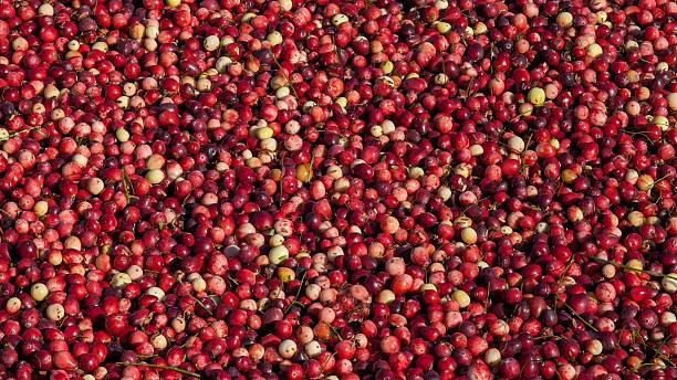 istock Vast Cranberry Bog Harvest: Red Fruit Floating on Water Surface 2240880862